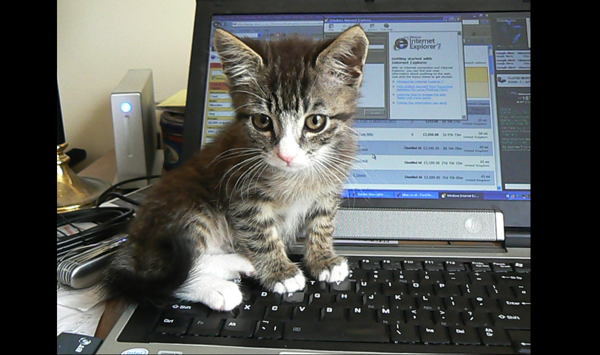 Gatto basito davanti a Internet Explorer 7, 2007