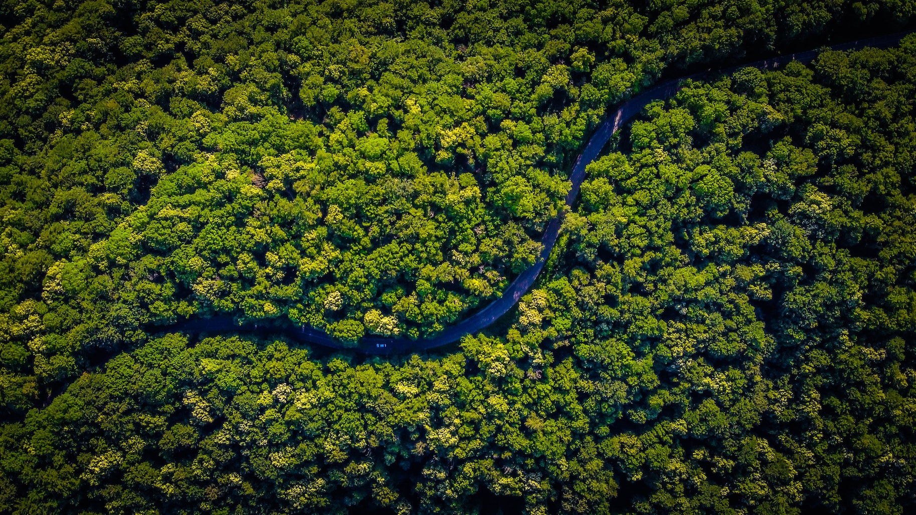 foresta amazzonica